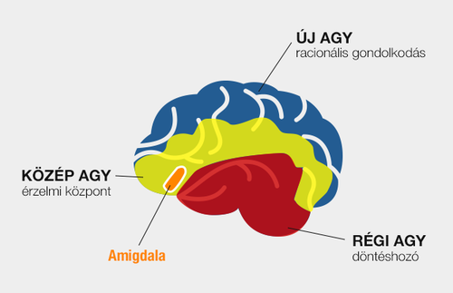 Amigdala helye az agyban 