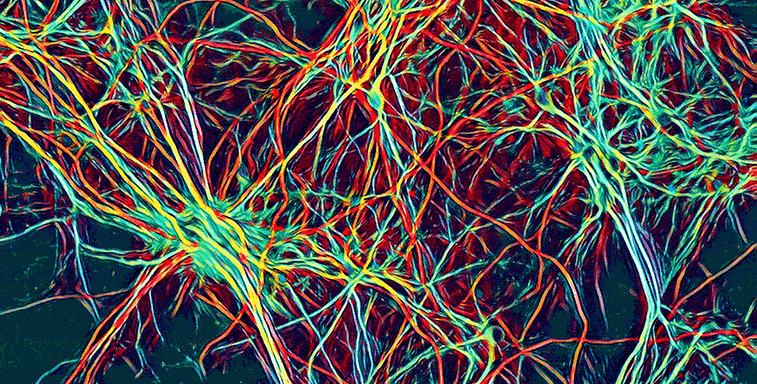 Designed by evolúció