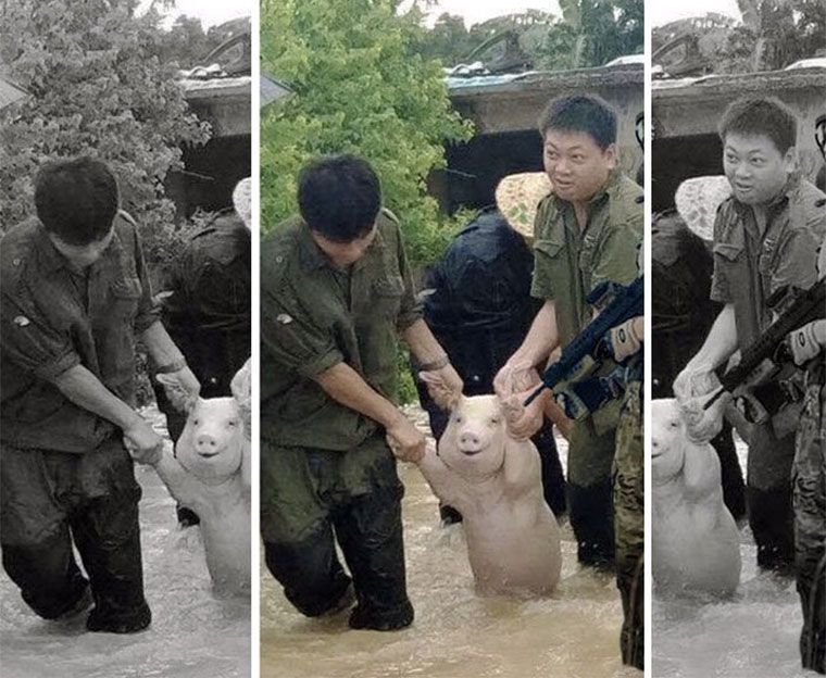 két katona egy disznót cipel, az egyikük fegyvert fog a malac fejéhez. A kép meg van vágva és mindegyik más jelentéssel bír